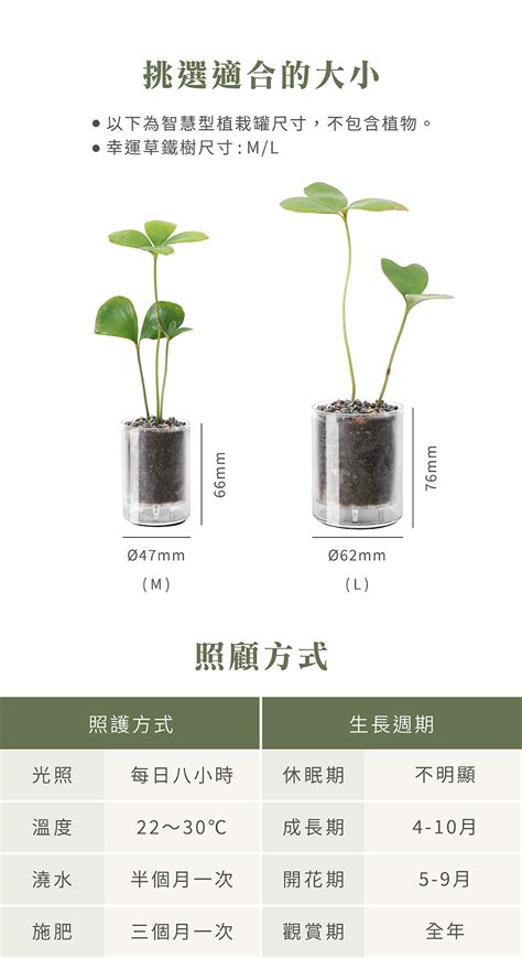 幸運草鐵樹|蒔光系列｜【幸運草鐵樹】觀葉植物 單